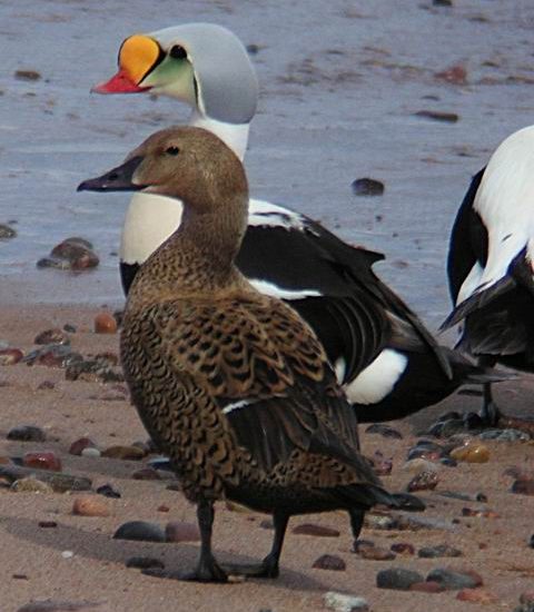 King Eider