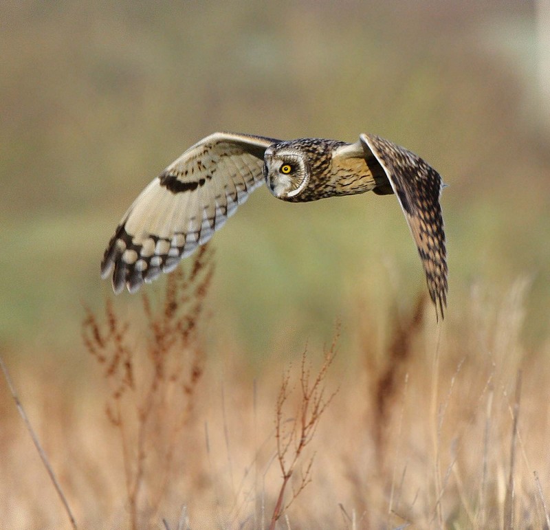 Short-eared Owl
