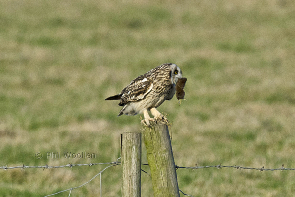 Short-eared Owl