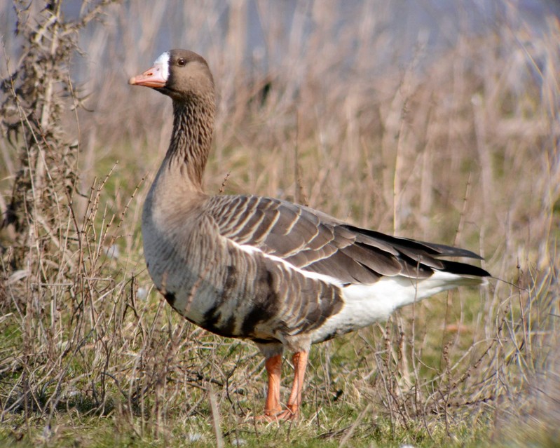 White-fronted Goose