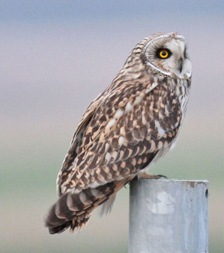 Short-eared Owl