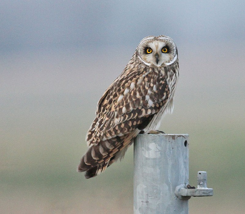 Short-eared Owl