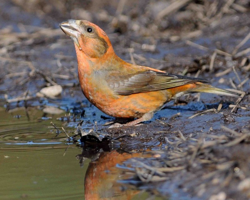 Common Crossbill