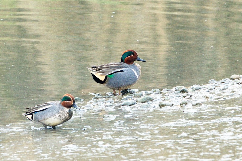 Green-winged Teal