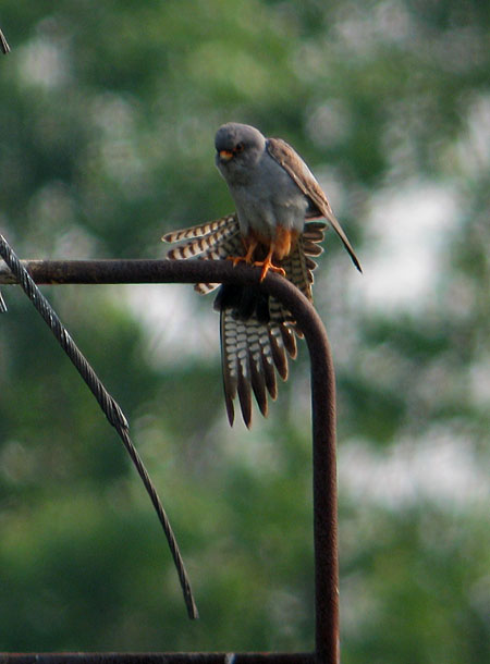 Red-footed Falcon