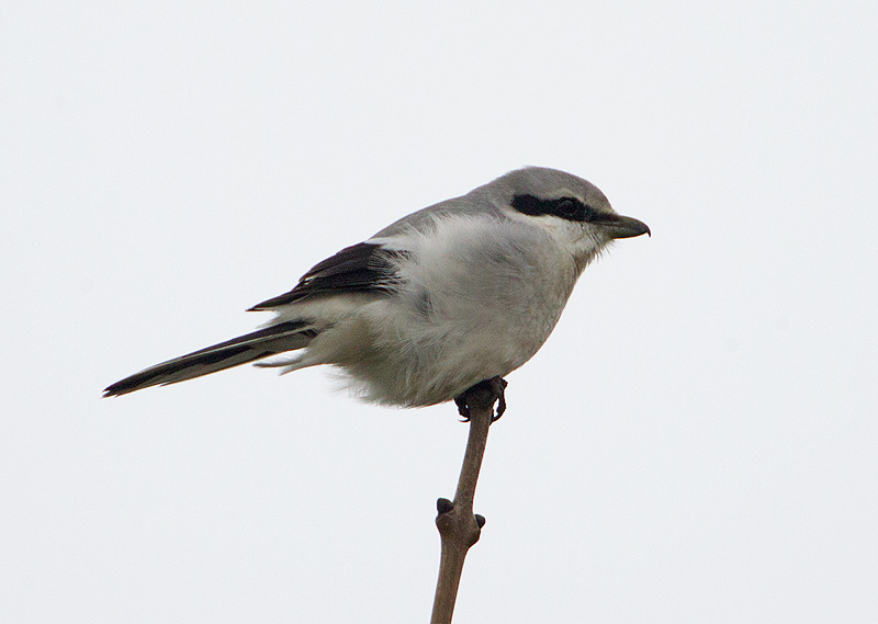 Great Grey Shrike