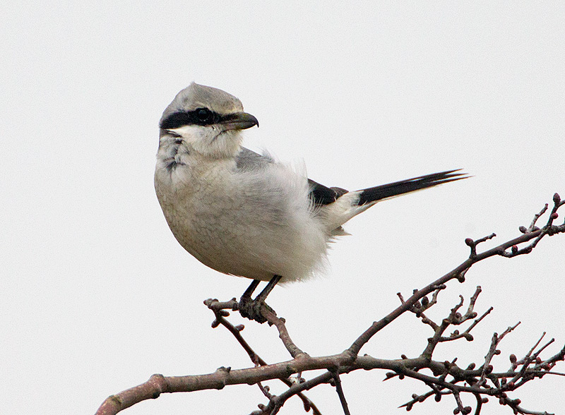 Great Grey Shrike