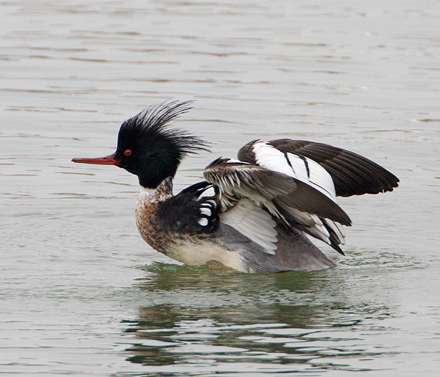 Red-breasted Merganser
