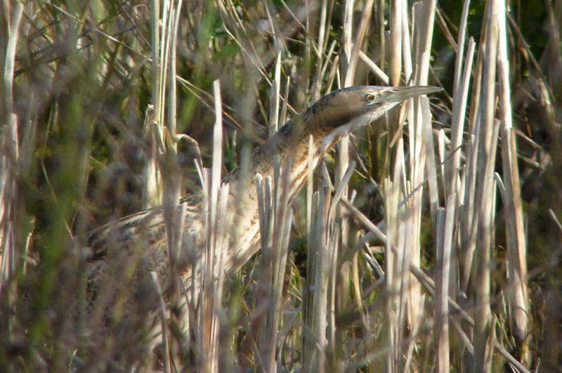 Bittern