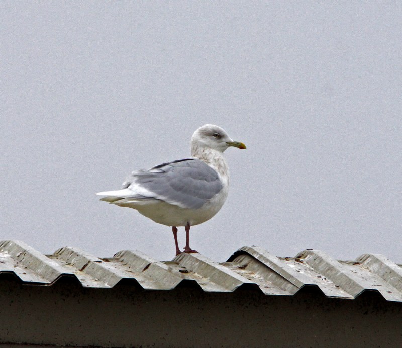 Iceland Gull