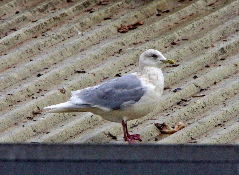 Iceland Gull