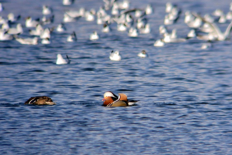 Mandarin
