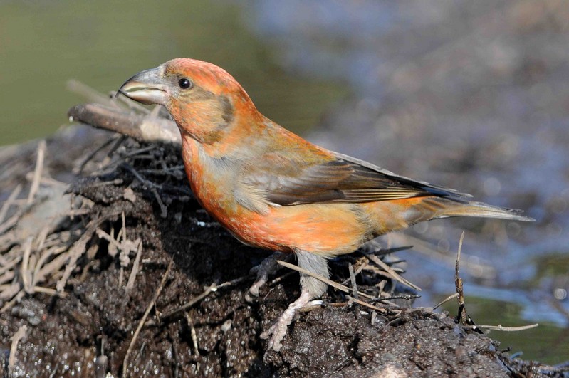 Common Crossbill