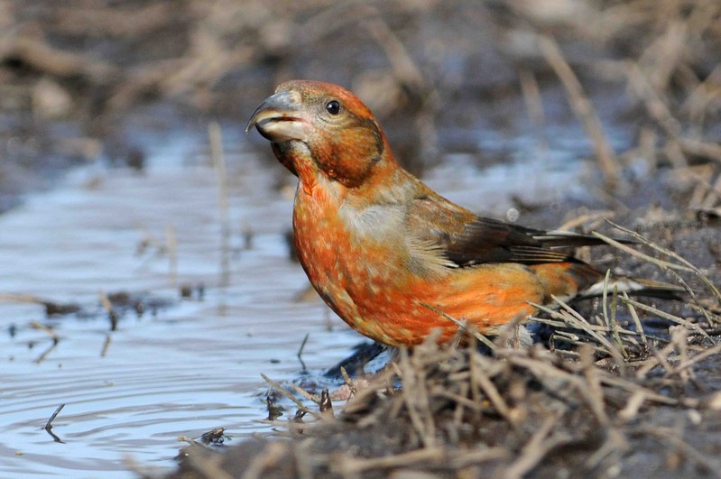 Common Crossbill