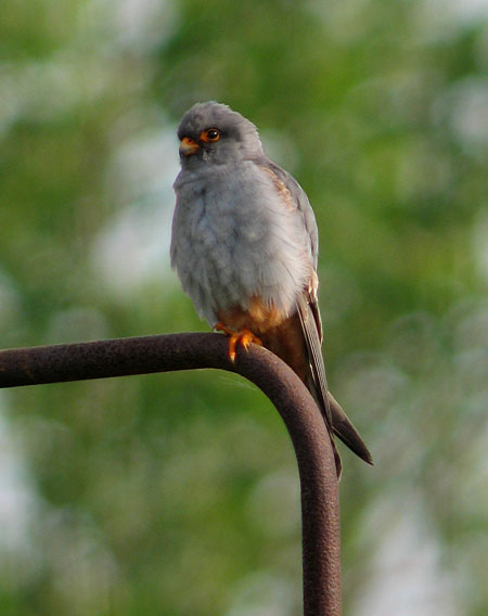 Red-footed Falcon