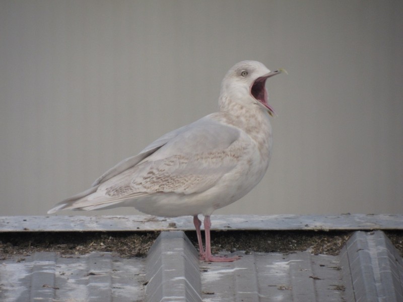 Kumlien's Gull