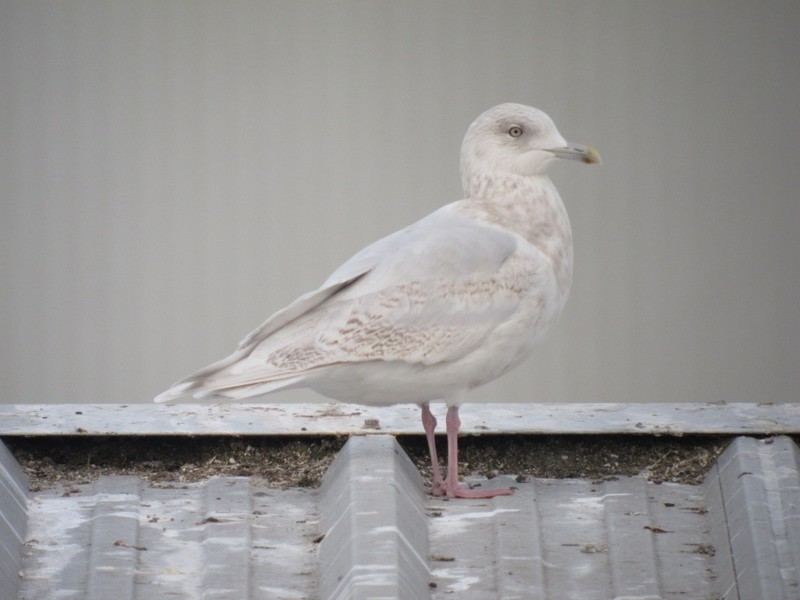 Kumlien's Gull