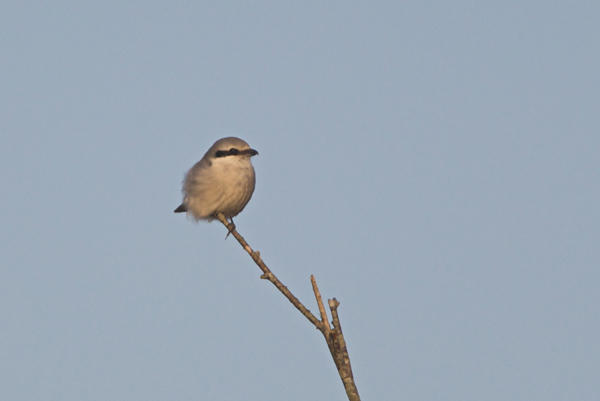 Great Grey Shrike