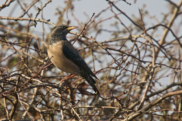Rose-coloured Starling