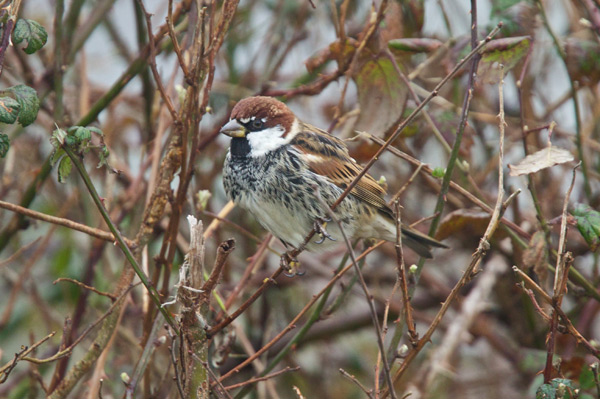 Spanish Sparrow