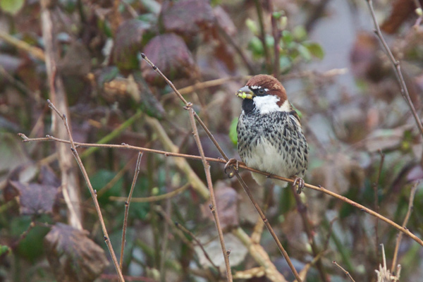 Spanish Sparrow