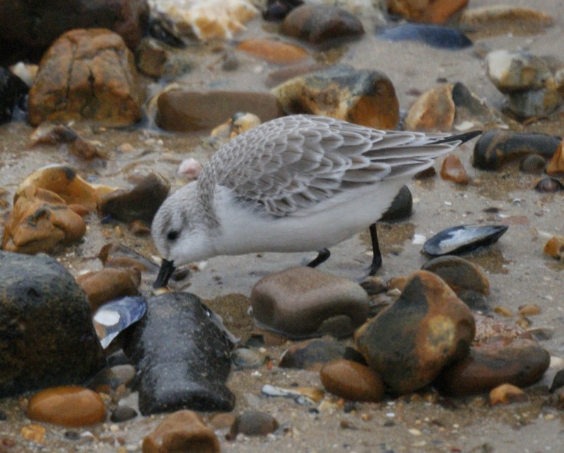 Sanderling