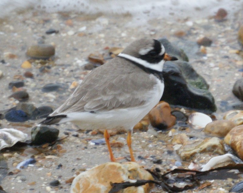 Ringed Plover