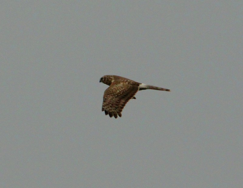 Hen Harrier