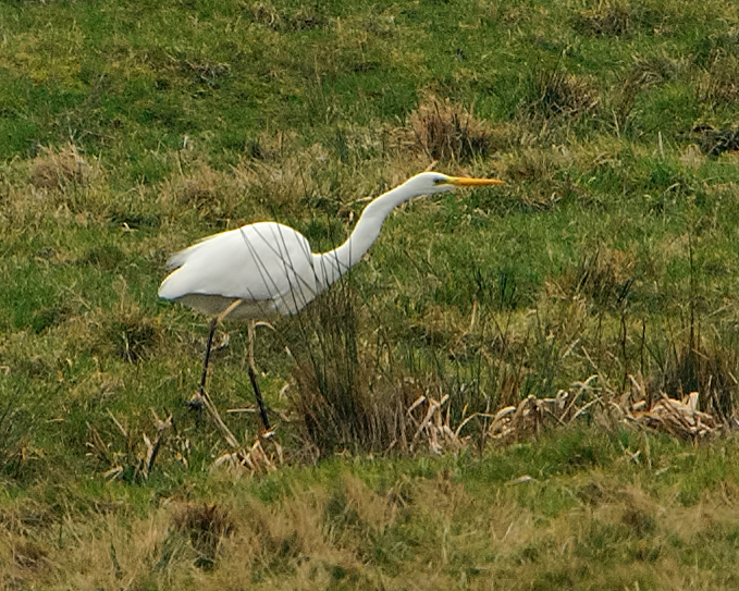 Great White Egret