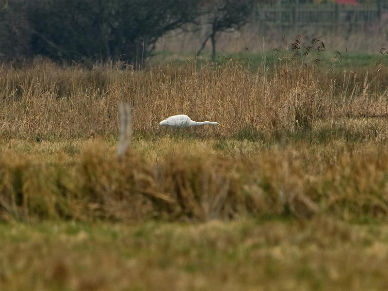 Great White Egret