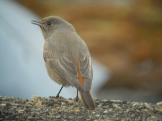 Black Redstart