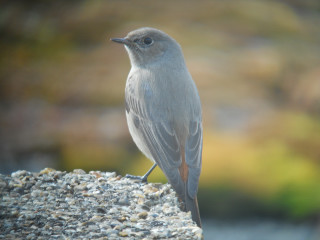 Black Redstart