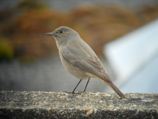 Black Redstart