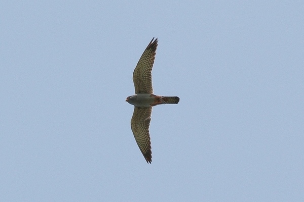 Red-footed Falcon