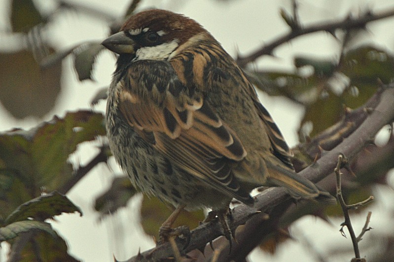 Spanish Sparrow