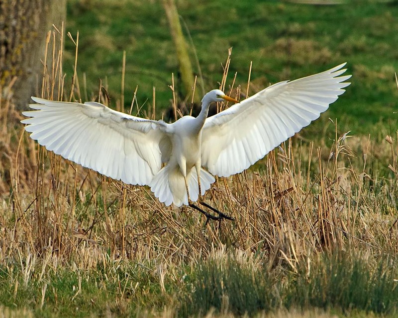 Great White Egret