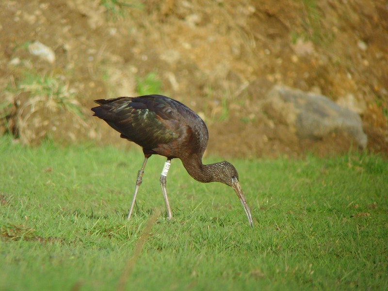 Glossy Ibis