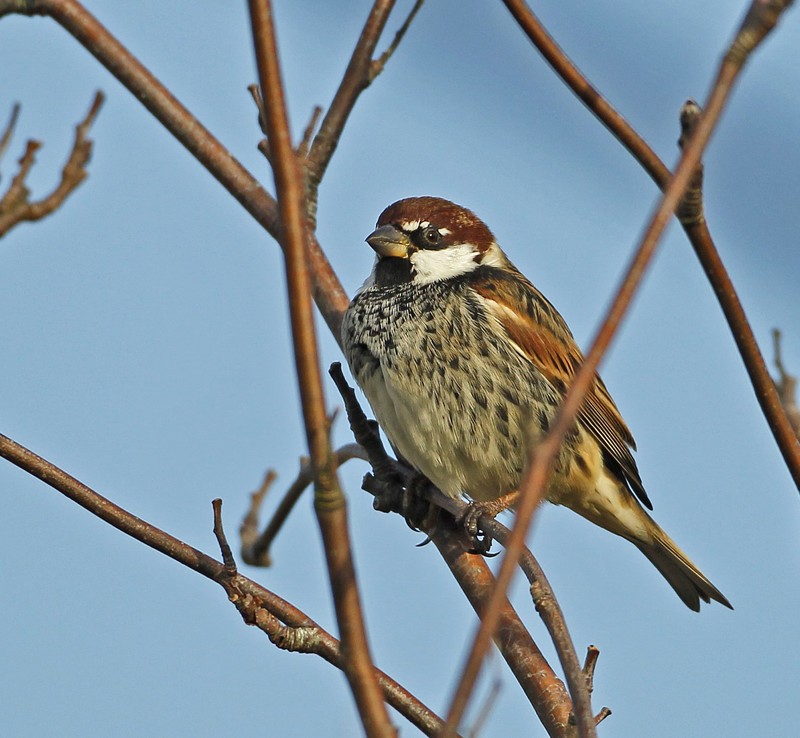 Spanish Sparrow