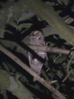 Scops Owl