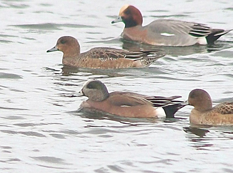 American Wigeon