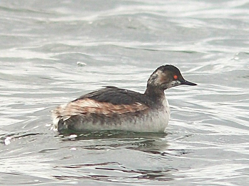 Black-necked Grebe