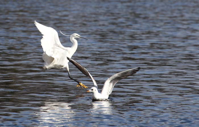 Little Egret
