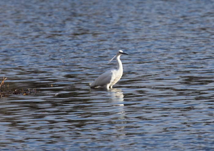 Little Egret