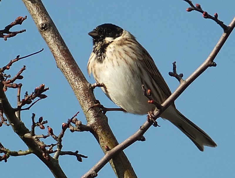 Reed Bunting
