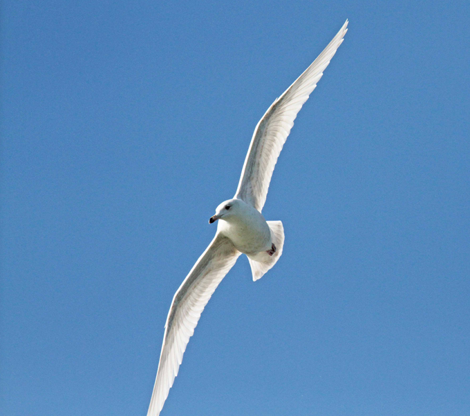 Kumlien's Gull