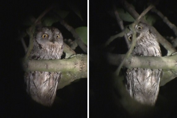 Scops Owl