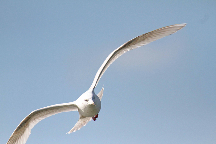 Kumlien's Gull