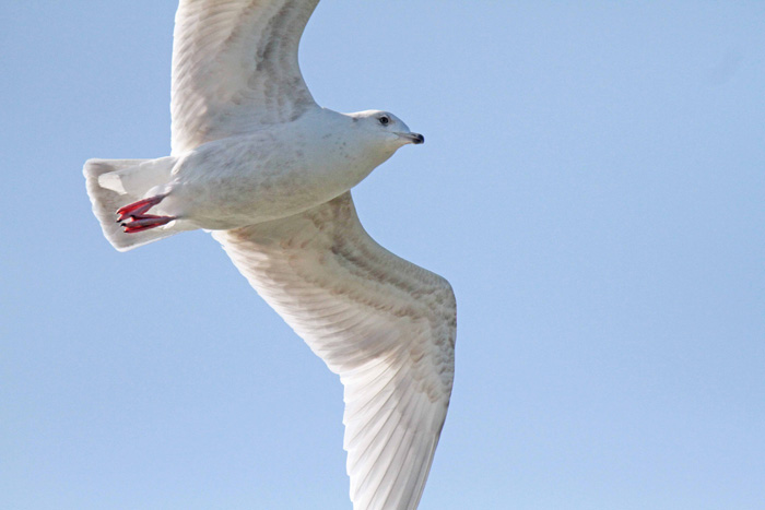 Kumlien's Gull