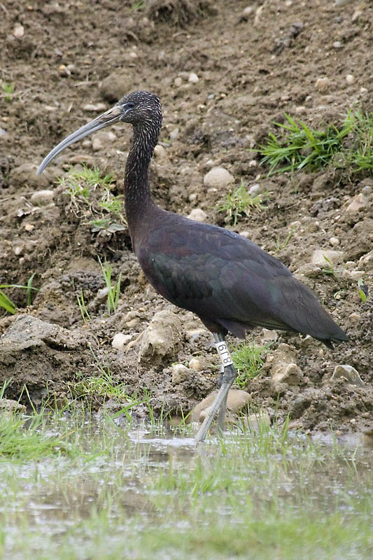Glossy Ibis