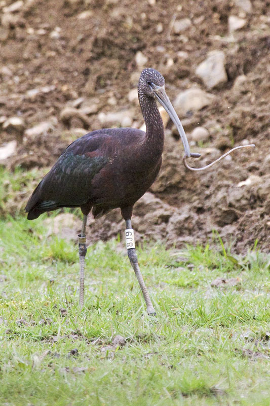 Glossy Ibis